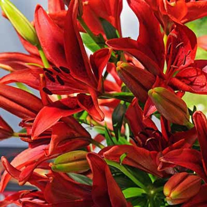 Hovedbilde Lilje Asiatisk- rød