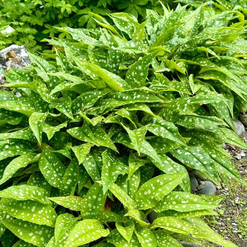 Lungeurt 'Raspberry Splash'