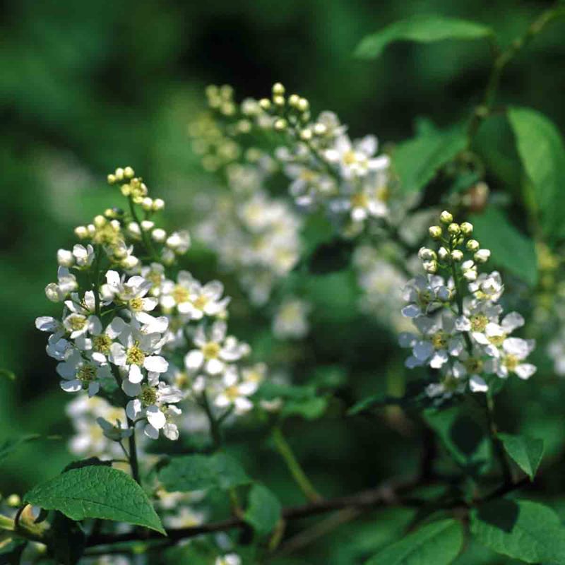 Hegg 'Erecta'
